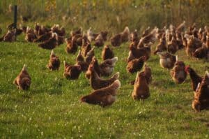 Best business ideas in Uganda 2025 poultry farming