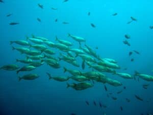 Best business ideas in Uganda 2025 fish farming
